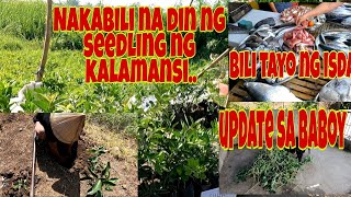 Nakapag replant na ng mga kalamansi at sili.. Ayaw kainin ng baboy ang Madre de agua...