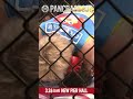 3.26 pancrase331 女子フライ級 ライカ shorts