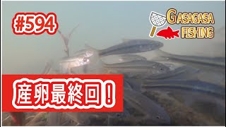 ホンモロコ産卵最終回！ついに水中動画公開！（湖内編）