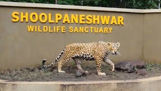 शूलपाणेश्वर वन्य अभयारण्य (Shoolpaneshwar Wildlife Sanctuary) भारत के गुजरात