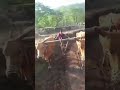 कोकणात शेत नांगरणी शेती कामाला सुरुवात चिपळूण kokanatil sheti perni chiplun shorts kokan