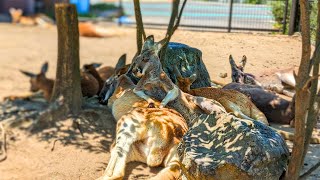 (プチ)強風の中優雅な時間を過ごすカンガルー【アカカンガルー】Red kangaroo