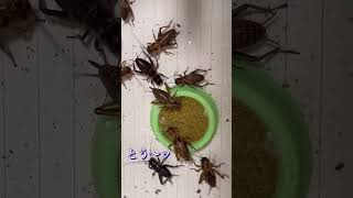 コオロギ達の必死な戦い #爬虫類女子 #爬虫類飼育 #生き物 #昆虫