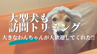 【訪問トリミング】大型犬もお任せ！大型犬のシャンプードライを大公開！！