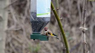 Tengelic - Carduelis carduelis - Goldfinch