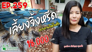 เลี้ยงจิ้งหรีด ในบ่อปูน จัดการง่าย สร้างรายได้ต่ำสุด 18,000 บาท/เดือน l เกษตรกรไทย สร้างรายได้ Ep259