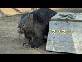 【wombat】あくび連発フクちゃん☆ yawning doesn t stop