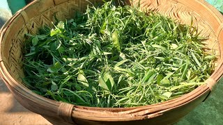 बिहार और यूपी की फेमस खेसारी साग की रेसिपी।Khesari saag recipe in my style 🤩Must watch 👍🙏🥰