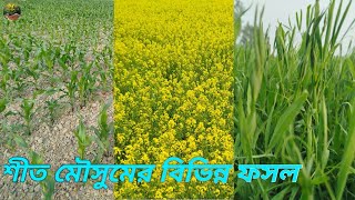 ফসলের মাঠ । বিভিন্ন ফসল । বাংলাদেশের কৃষি । Different crops. Agriculture of Bangladesh.#agriculture