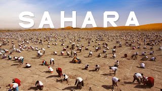 Pekerjaan yang beras untuk untuk menghijaukan gurun di Sahara - Afrika