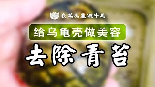 乌龟壳上长了青苔怎么办？