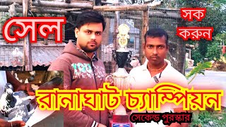 নদীয়া চ্যাম্পিয়ন।। মাদ্রাজ কবুতর সেল।।madraj pigeon sale।।