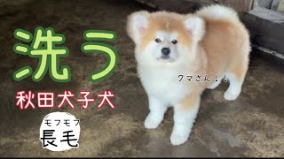 【秋田犬長毛】モフモフのモコちゃん！雷デーの中洗ったらクマさんになりました！#秋田犬#秋田犬子犬#日本犬