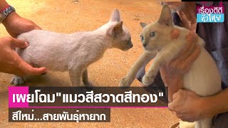 กลุ่มอนุรักษ์พบแมวสีสวาดสายพันธุ์สีทอง  | เรื่องดีดีทั่วไทย | 6-7-66