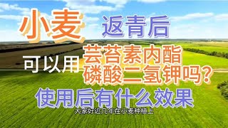 小麦返青后，哪3个时期用芸苔素内酯和磷酸二氢钾，增产又增收