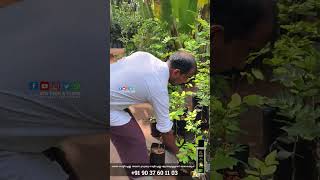 350 രൂപ മുതൽ ലോങ്കൻ പ്ലാന്റുകൾ| N.P Liya Garden Malappuram, Pazamallur