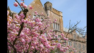 The first visit to the UW for cherry blossom viewing, worth the trip. / 初次到华盛顿大学校园赏樱，还算不虚此行。