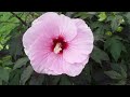 rose mallow summerific® summer storm hibiscus