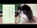 狆を飼うと朝寝坊させてもらえませんw 狆のモモさん