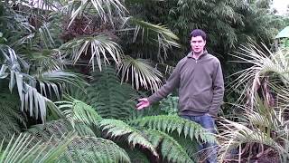 Using straw to protect tree ferns