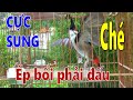 Chào mào luyện giọng hót hay | luyện chào mào bổi hót sáng.kích chào mào yếu lửa ra âm. นกปรอดหัวโขน