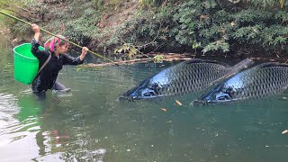 Meet giant fish in a pool of water gathering to lay eggs. The lucky girl caught many giant fish
