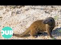Mongoose: The Story Of An Unlikely Predator | Our World