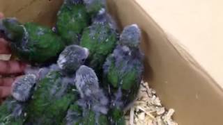 BCY キガシラアオハシインコ ひな