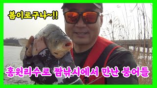 붕어낚시 봄, 산란철 홍원리수로 / Korean carp fishing / 韓国フナ釣り