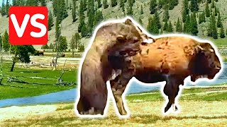 Bear Vs Bison In Incredible Battle