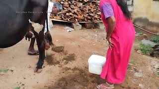 Cow Dung - Farmer Cleaning the Place \u0026 Cow Before Milking Milk From Cow Tasty Pure Milk For Kids God