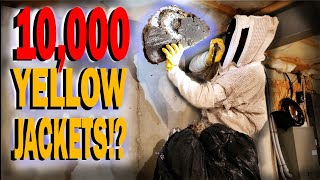 MASSIVE Yellow Jacket Nest In Basement | Un-Cut Wasp Nest Removal!