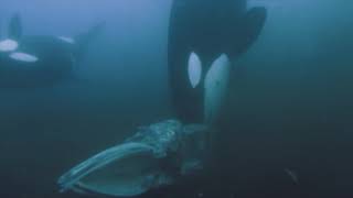 Opportunistic Killer Whales Scavenge A Meal