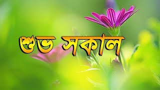 Good Night Bangla Good Night Video Good Wisez