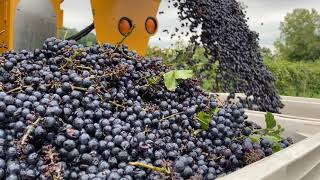 Red Wine Harvest at Wollersheim Winery \u0026 Distillery in Southern Wisconsin