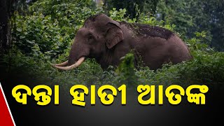 Injured Elephant Wreaks Havoc In Odisha's Angul