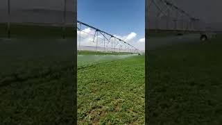 Opal Pivot - Linear Pivot Irrigation System