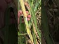 Taiwan Giant King Grass Rhizomes or Germinated stems by Natural Farming #shorts #ytshorts #farming