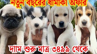 Naihati Dog Market | Naihati Pet Market Location | Recent Puppy price Update | Galiff Street Kolkata