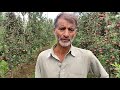 another success story of apple high density orchard in budgam district of j u0026k