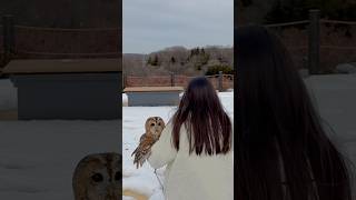 ふくろう山へ行く🏔️#owl #tawny_owl #フクロウ #フクロウのいる暮らし #ふくろう #癒し #雪景色#山 #散歩 #モリフクロウ #mountain#shorts