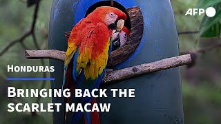 Honduran NGO works to repopulate scarlet macaw in Central America | AFP