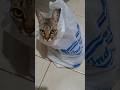 Paling hobi main ke plastik #cat #kucing #shortvideo #cute