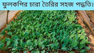 ফুলকপির চারা তৈরির পদ্ধতি । বিস্তারিত তথ্য। SEED SOWING METHOD OF CAULIFLOWER