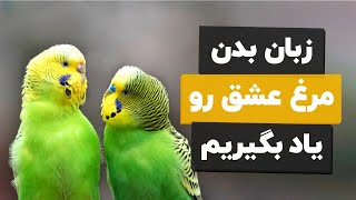 🤩رمزگشایی از حرکات مرغ عشق ها