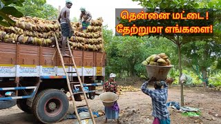 தென்னை மரமே எங்கள் வாழ்வாதாரம். TAMIL DOCUMENTARY FILM. COCONUT TREES.