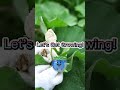 growing time lapse rooting petunia cuttings