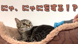 普段触らせてくれない元野良猫にブラッシングをしてみたら。。。【ファーミネーター】【保護猫】