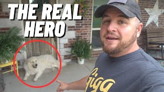 GUARD DOG RESCUES DUCK FROM PREDATOR ATTACK!