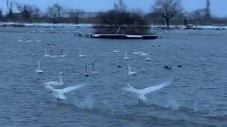 2020 01 05水原瓢湖日の出と共に飛び立つ白鳥